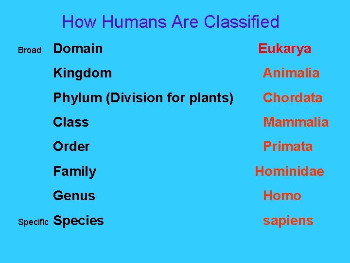 How Humans Are Classified Broad Specific Domain Eukarya Kingdom Animalia Phylum (Division for plants)