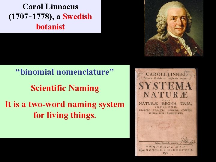 Carol Linnaeus (1707‑ 1778), a Swedish botanist “binomial nomenclature” Scientific Naming It is a