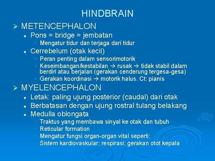 HINDBRAIN Ø METENCEPHALON l Pons = bridge = jembatan • Mengatur tidur dan terjaga