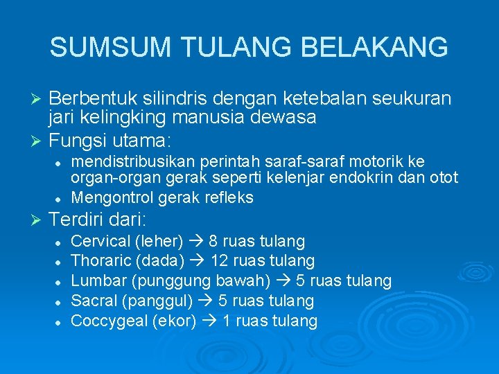 SUMSUM TULANG BELAKANG Berbentuk silindris dengan ketebalan seukuran jari kelingking manusia dewasa Ø Fungsi