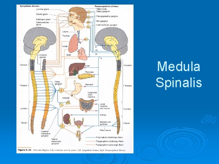 Medula Spinalis 