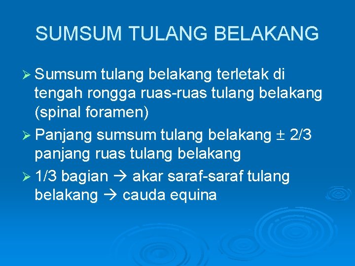 SUMSUM TULANG BELAKANG Ø Sumsum tulang belakang terletak di tengah rongga ruas-ruas tulang belakang