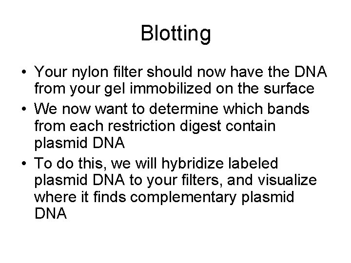 Blotting • Your nylon filter should now have the DNA from your gel immobilized