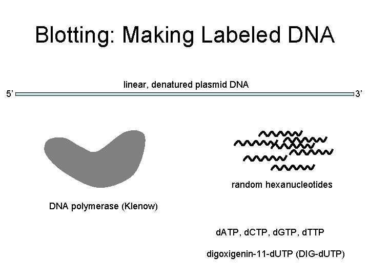 Blotting: Making Labeled DNA 5’ linear, denatured plasmid DNA random hexanucleotides DNA polymerase (Klenow)