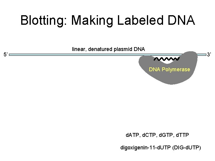 Blotting: Making Labeled DNA 5’ linear, denatured plasmid DNA ATGTTCGTUTGAGUTTGAGGCTA DNA Polymerase d. ATP,