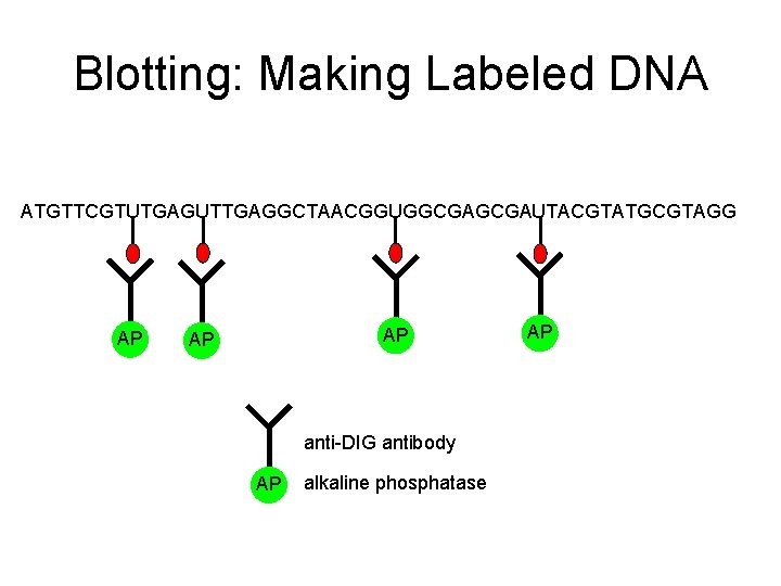 Blotting: Making Labeled DNA ATGTTCGTUTGAGUTTGAGGCTAACGGUGGCGAUTACGTATGCGTAGG AP AP AP anti-DIG antibody AP alkaline phosphatase AP