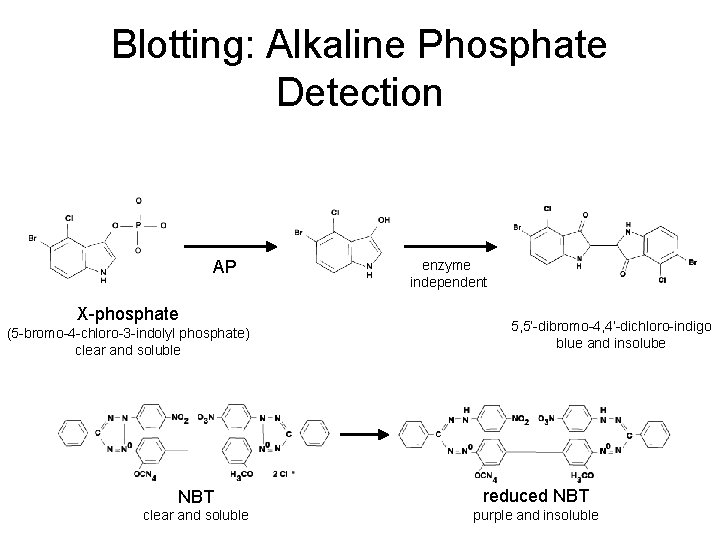 Blotting: Alkaline Phosphate Detection AP X-phosphate (5 -bromo-4 -chloro-3 -indolyl phosphate) clear and soluble