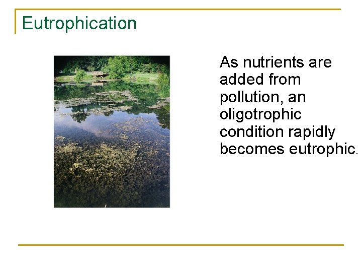 Eutrophication n Oligotrophic Eutrophic As nutrients are added from pollution, an oligotrophic condition rapidly