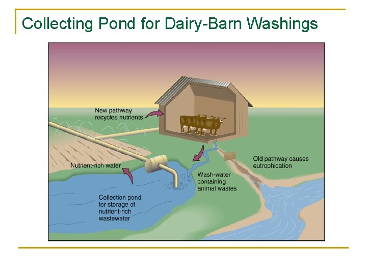 Collecting Pond for Dairy-Barn Washings 