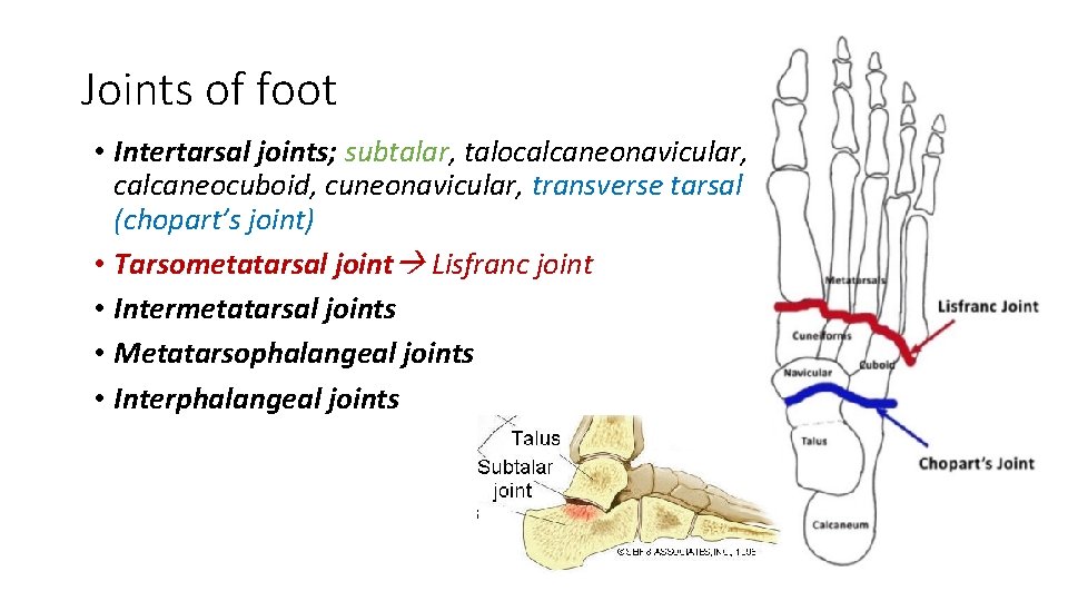 Joints of foot • Intertarsal joints; subtalar, talocalcaneonavicular, calcaneocuboid, cuneonavicular, transverse tarsal (chopart’s joint)