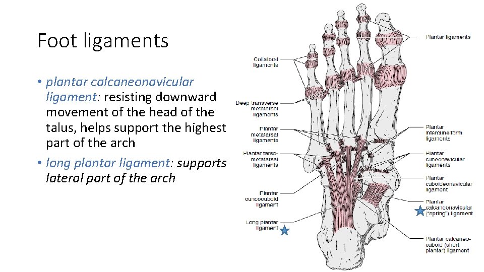 Foot ligaments • plantar calcaneonavicular ligament: resisting downward movement of the head of the