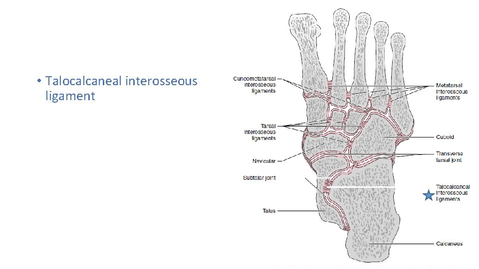  • Talocalcaneal interosseous ligament 