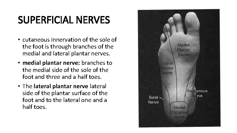 SUPERFICIAL NERVES • cutaneous innervation of the sole of the foot is through branches