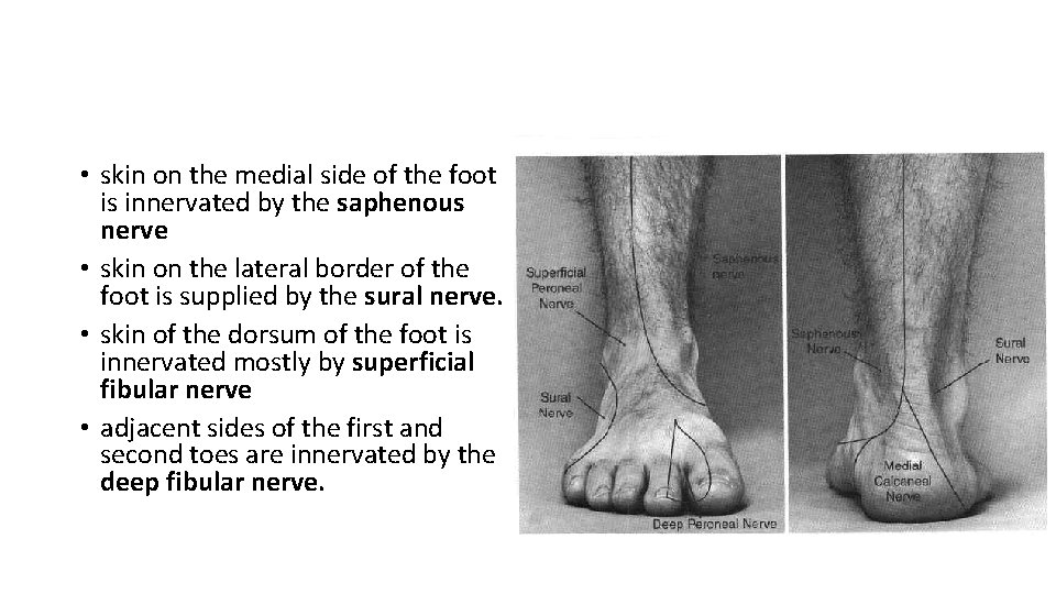  • skin on the medial side of the foot is innervated by the