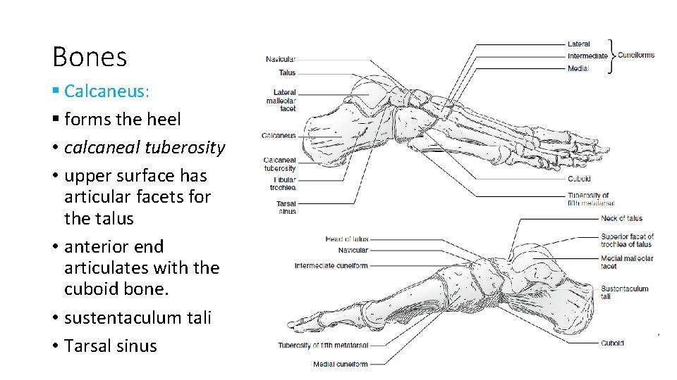 Bones § Calcaneus: § forms the heel • calcaneal tuberosity • upper surface has