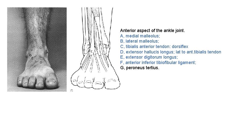 Anterior aspect of the ankle joint. A, medial malleolus; B, lateral malleolus; C, tibialis