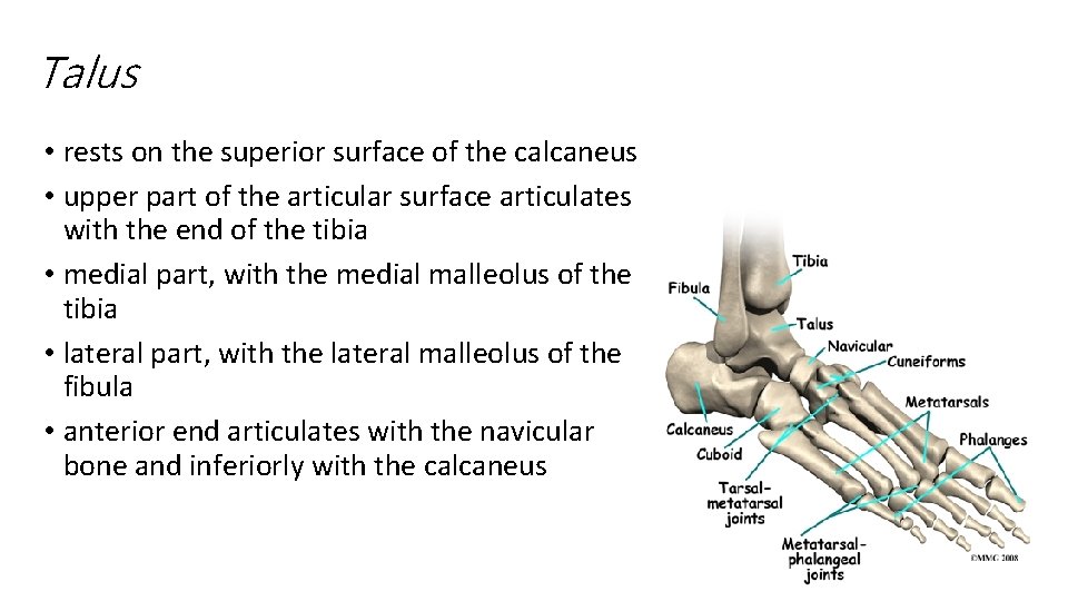 Talus • rests on the superior surface of the calcaneus • upper part of