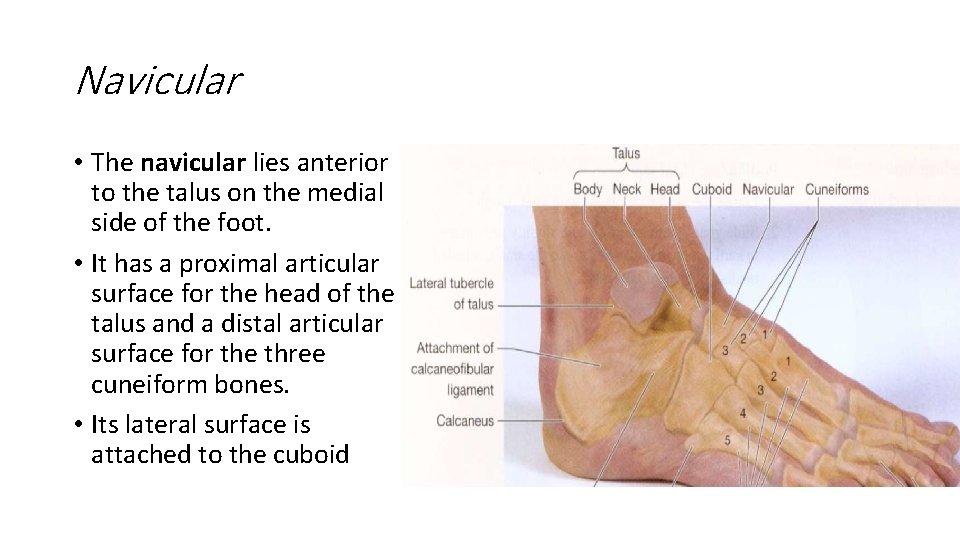 Navicular • The navicular lies anterior to the talus on the medial side of