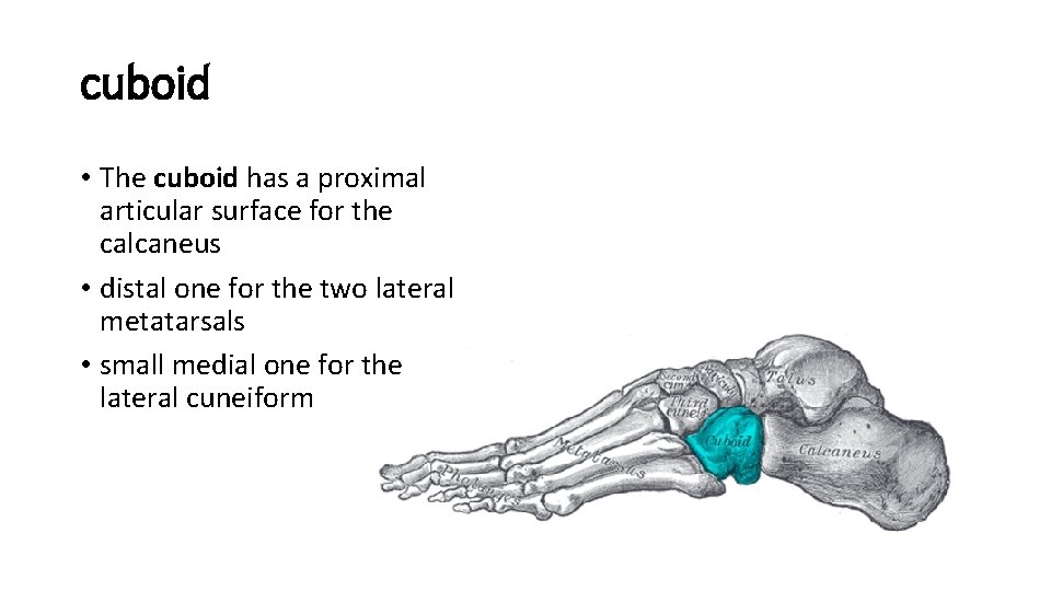 cuboid • The cuboid has a proximal articular surface for the calcaneus • distal