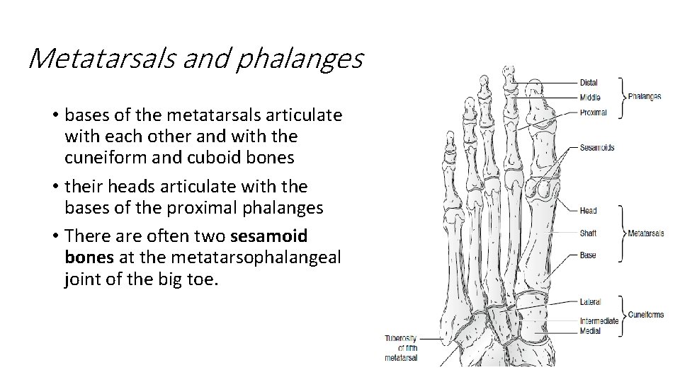 Metatarsals and phalanges • bases of the metatarsals articulate with each other and with