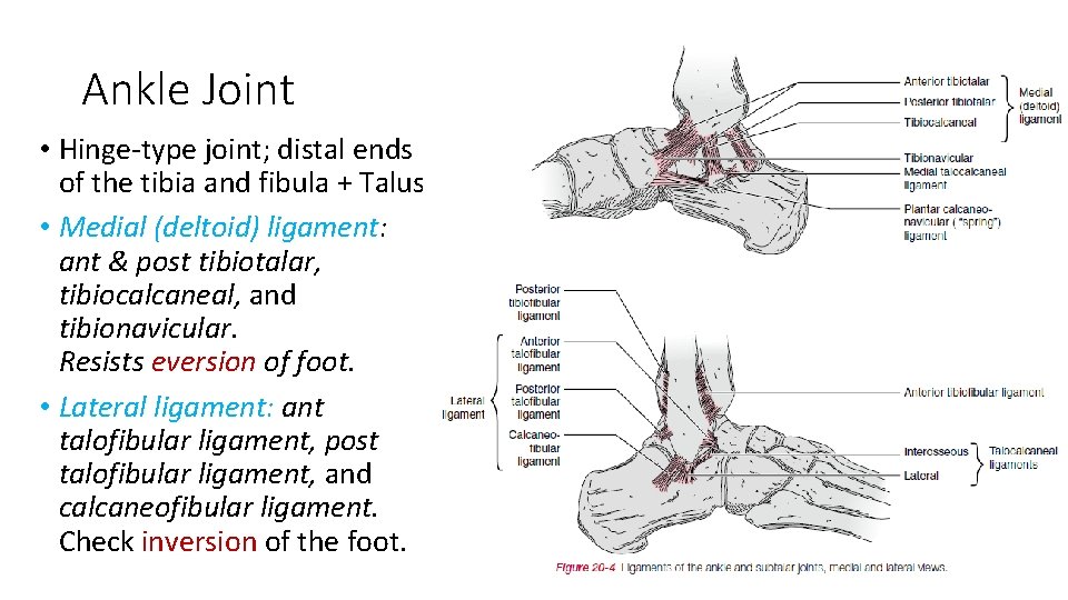 Ankle Joint • Hinge-type joint; distal ends of the tibia and fibula + Talus