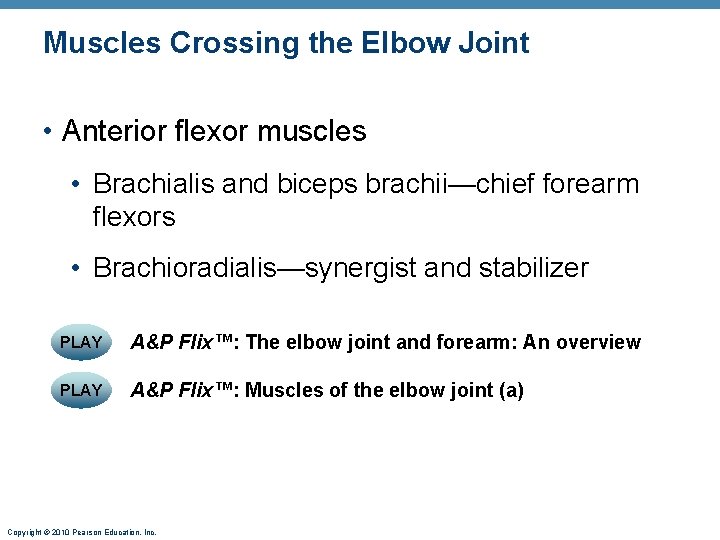 Muscles Crossing the Elbow Joint • Anterior flexor muscles • Brachialis and biceps brachii—chief