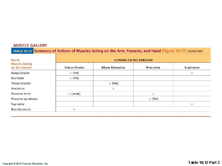 Copyright © 2010 Pearson Education, Inc. Table 10. 12 Part 2 