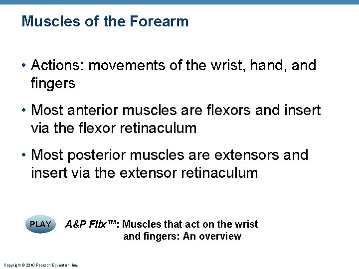 Muscles of the Forearm • Actions: movements of the wrist, hand, and fingers •