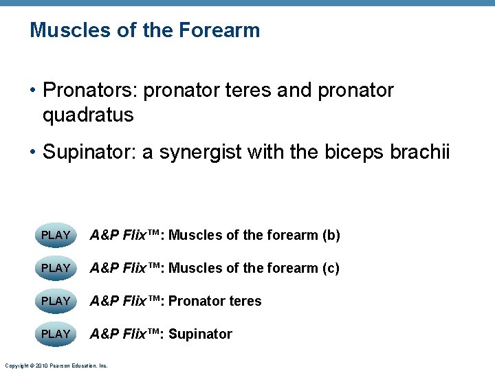 Muscles of the Forearm • Pronators: pronator teres and pronator quadratus • Supinator: a