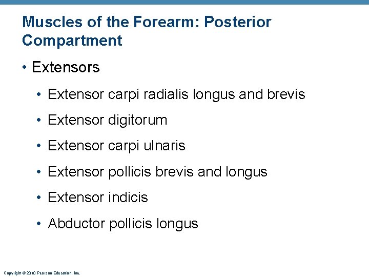 Muscles of the Forearm: Posterior Compartment • Extensors • Extensor carpi radialis longus and