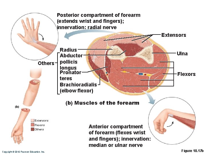 Posterior compartment of forearm (extends wrist and fingers); innervation: radial nerve Extensors Others Radius