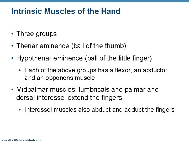 Intrinsic Muscles of the Hand • Three groups • Thenar eminence (ball of the