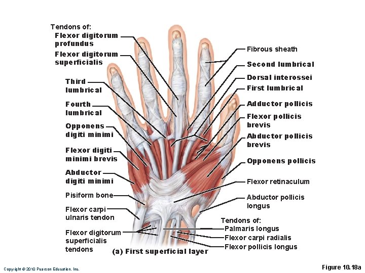 Tendons of: Flexor digitorum profundus Flexor digitorum superficialis Third lumbrical Fourth lumbrical Opponens digiti