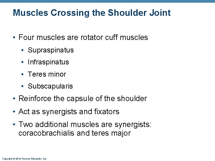 Muscles Crossing the Shoulder Joint • Four muscles are rotator cuff muscles • Supraspinatus