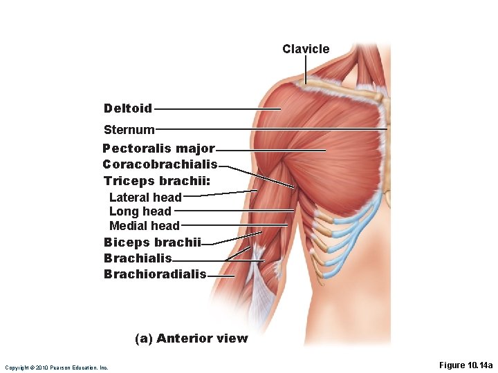 Clavicle Deltoid Sternum Pectoralis major Coracobrachialis Triceps brachii: Lateral head Long head Medial head