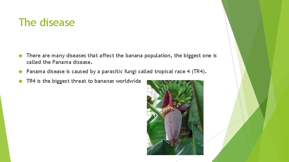 TR 4 the Banana disease Bananas are in