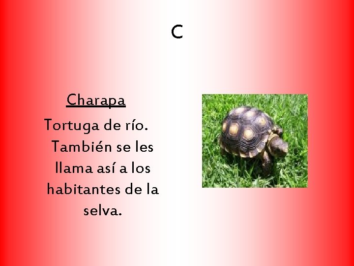 C Charapa Tortuga de río. También se les llama así a los habitantes de