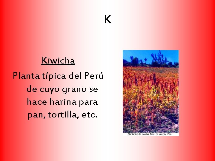 K Kiwicha Planta típica del Perú de cuyo grano se hace harina para pan,