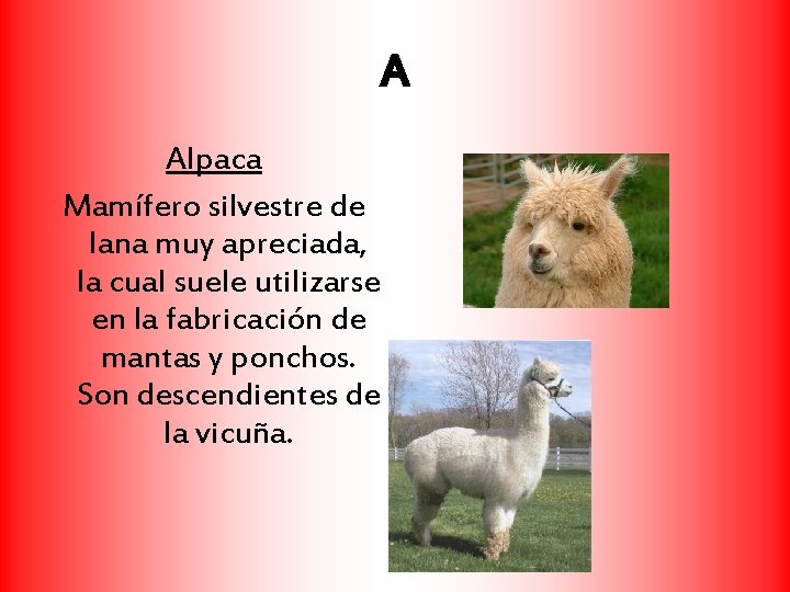 A Alpaca Mamífero silvestre de lana muy apreciada, la cual suele utilizarse en la