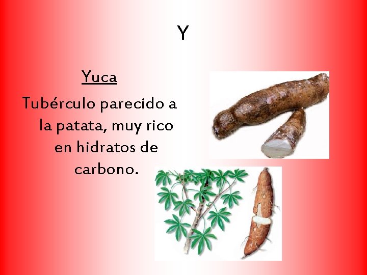 Y Yuca Tubérculo parecido a la patata, muy rico en hidratos de carbono. 