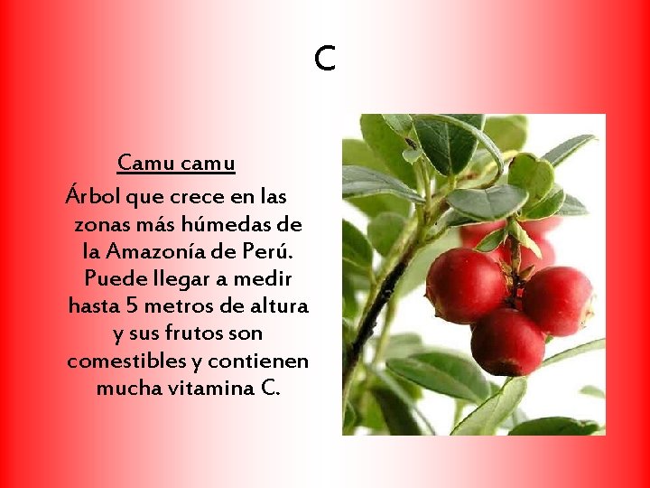 C Camu camu Árbol que crece en las zonas más húmedas de la Amazonía