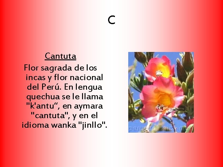 C Cantuta Flor sagrada de los incas y flor nacional del Perú. En lengua