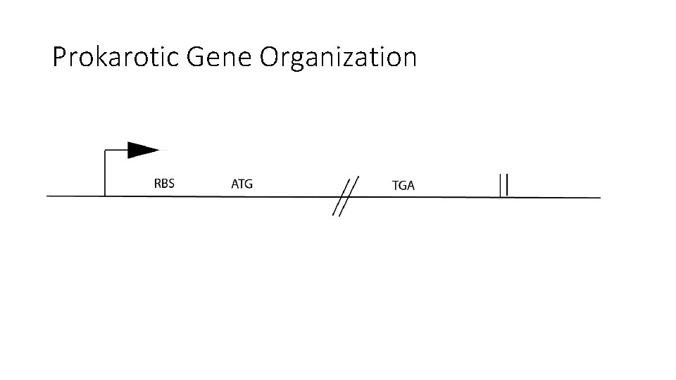 Prokarotic Gene Organization 