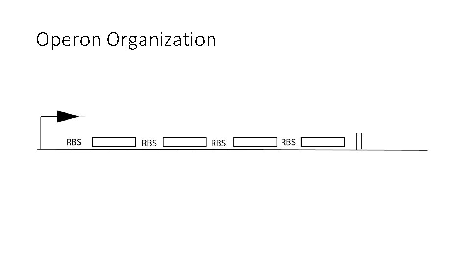 Operon Organization 
