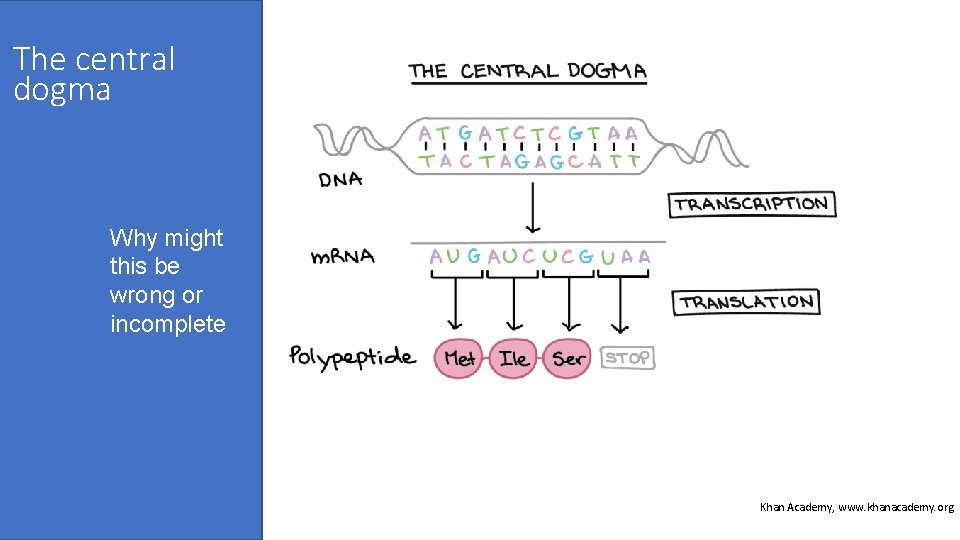 The central dogma Why might this be wrong or incomplete Khan Academy, www. khanacademy.