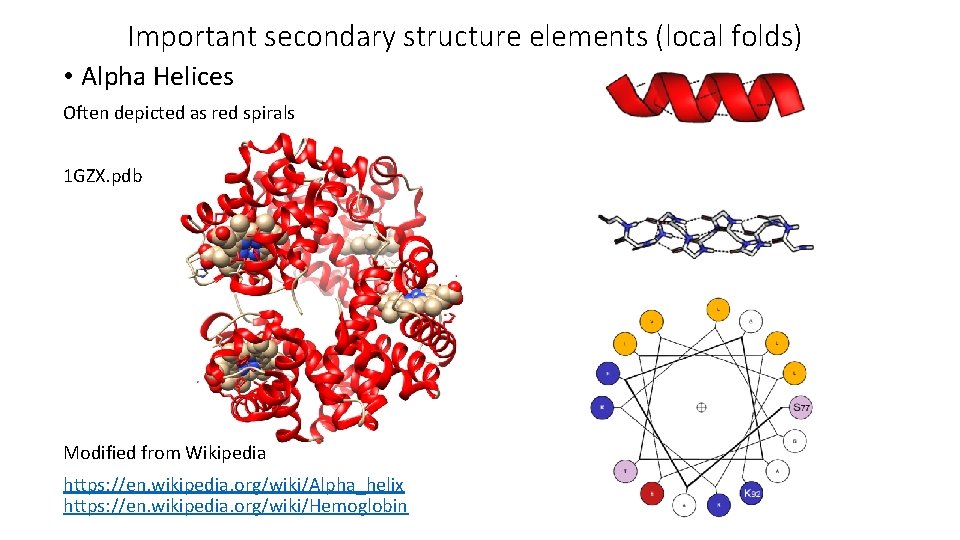 Important secondary structure elements (local folds) • Alpha Helices Often depicted as red spirals