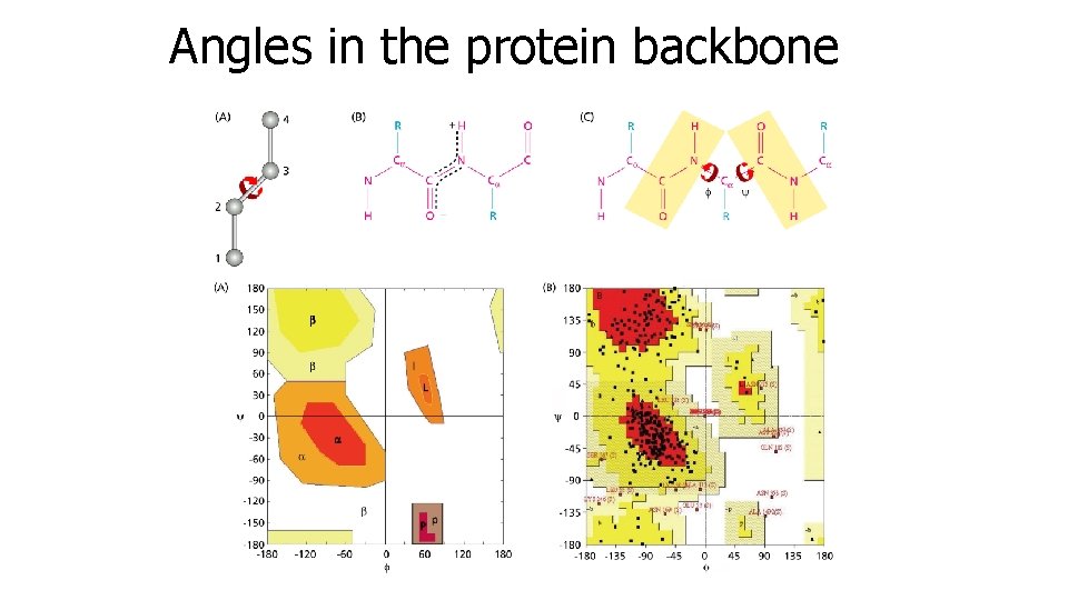 Angles in the protein backbone 