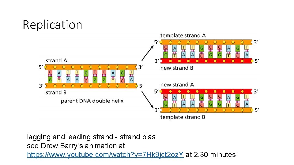Replication lagging and leading strand - strand bias see Drew Barry’s animation at https: