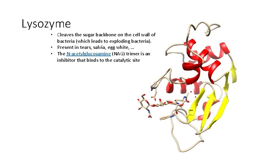 Lysozyme • Cleaves the sugar backbone on the cell wall of bacteria (which leads