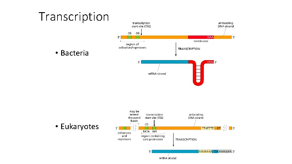 Transcription • Bacteria • Eukaryotes 